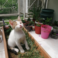 Tekir Kedi, Kedi  Çilek fotoğrafı