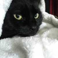 Bombay, Kedi  GECE fotoğrafı