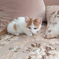 Tekir Kedi, Kedi  Simba fotoğrafı