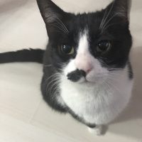 Tuxedo (Smokin) Kedi, Kedi  Calemity fotoğrafı