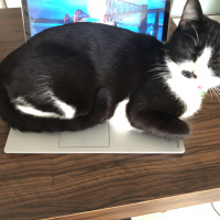 Tuxedo (Smokin) Kedi, Kedi  Calemity fotoğrafı