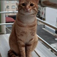 Sarman, Kedi  Tarçın fotoğrafı