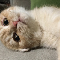 Scottish Fold, Kedi  Murphy fotoğrafı