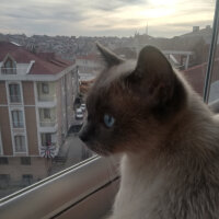 Siyam Kedisi, Kedi  Paprika fotoğrafı