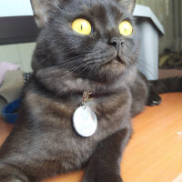 British Shorthair, Kedi  Gece fotoğrafı