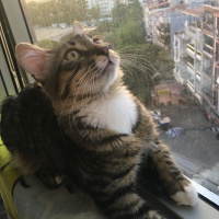 Tekir Kedi, Kedi  Pıto fotoğrafı