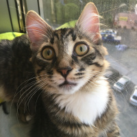 Tekir Kedi, Kedi  Pıto fotoğrafı