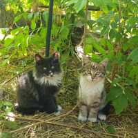 İran Kedisi (Persian), Kedi  KEDİLER DİYARINA HOŞGELDİNİZ fotoğrafı