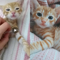 Tekir Kedi, Kedi  Leo fotoğrafı