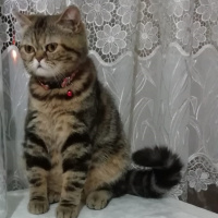 Chinchilla, Kedi  Kumsal fotoğrafı