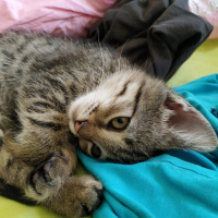 Tekir Kedi, Kedi  Bıdık fotoğrafı