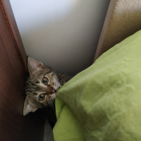 Tekir Kedi, Kedi  Bıdık fotoğrafı