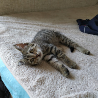 Tekir Kedi, Kedi  Bıdık fotoğrafı