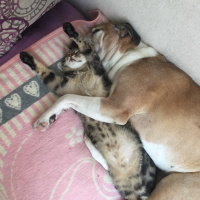 Boxer, Köpek  çakıl fotoğrafı