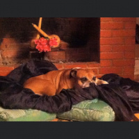 Boxer, Köpek  çakıl fotoğrafı