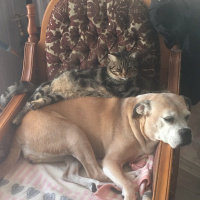 Boxer, Köpek  çakıl fotoğrafı