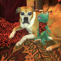 Boxer, Köpek  çakıl fotoğrafı