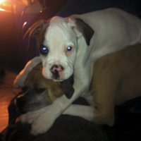 Boxer, Köpek  çakıl fotoğrafı