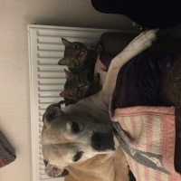 Boxer, Köpek  çakıl fotoğrafı