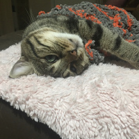 Tekir Kedi, Kedi  LUNA fotoğrafı