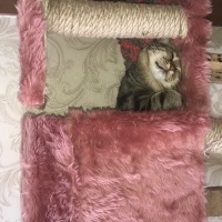 Tekir Kedi, Kedi  LUNA fotoğrafı