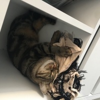 Tekir Kedi, Kedi  LUNA fotoğrafı