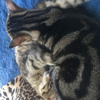 Tekir Kedi, Kedi  LUNA fotoğrafı