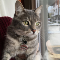 Tekir Kedi, Kedi  Waffle fotoğrafı