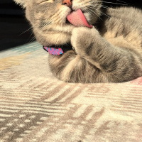 Tekir Kedi, Kedi  Waffle fotoğrafı