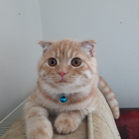 Scottish Fold, Kedi  Paşa fotoğrafı