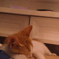 Tekir Kedi, Kedi  Odin fotoğrafı