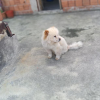 Chow Chow (çin Aslanı), Köpek  Lady fotoğrafı