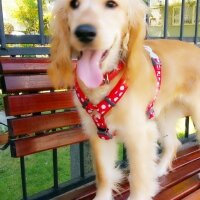 İngiliz Cocker Spaniel, Köpek  Lui fotoğrafı