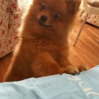 İngiliz Cocker Spaniel, Köpek  Lui fotoğrafı