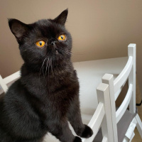 Exotic Shorthair, Kedi  Sasha fotoğrafı