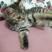 Tekir Kedi, Kedi  Merkür fotoğrafı