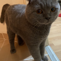 Scottish Fold, Kedi  Duman fotoğrafı