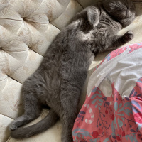Scottish Fold, Kedi  Duman fotoğrafı