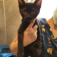 Tekir Kedi, Kedi  Kara Çocuklara ACİL Yuva fotoğrafı