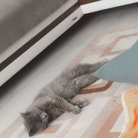British Shorthair, Kedi  Gölge fotoğrafı