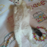 Ankara Kedisi, Kedi  Boyoz fotoğrafı