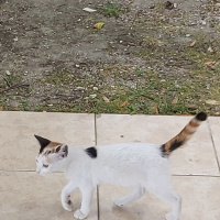 Tekir Kedi, Kedi  Pamuk fotoğrafı