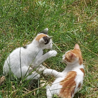Tekir Kedi, Kedi  Pamuk fotoğrafı