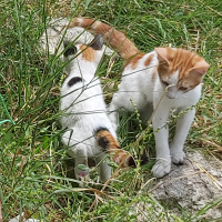 Tekir Kedi, Kedi  Pamuk fotoğrafı