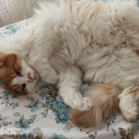 Tekir Kedi, Kedi  Çakıl fotoğrafı