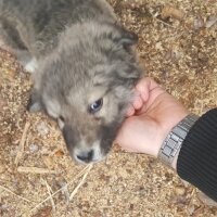 Alabay (Alabai), Köpek  Alaş fotoğrafı