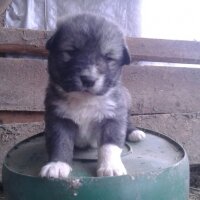 Alabay (Alabai), Köpek  Alaş fotoğrafı