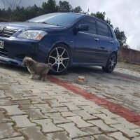 Alabay (Alabai), Köpek  Alaş fotoğrafı