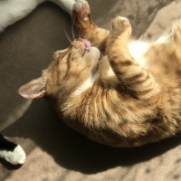 Sarman, Kedi  Tesla fotoğrafı