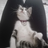 Tekir Kedi, Kedi  Süslü fotoğrafı